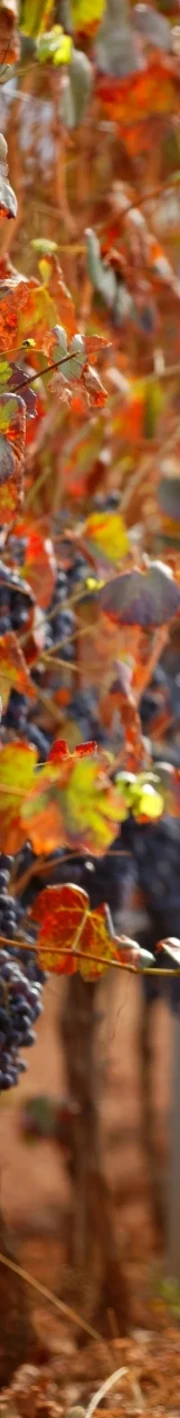 Herdade Da Candeeira Web 7A (1)